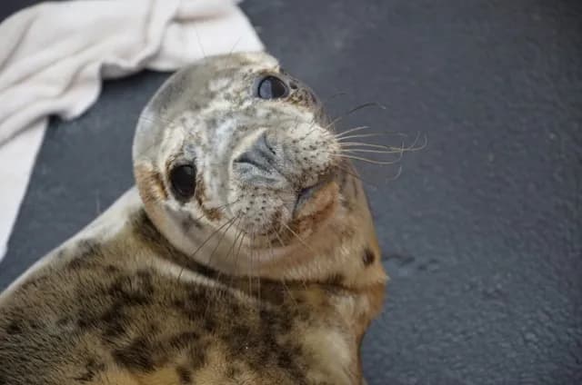 Fokarium w Helu: zakaz wprowadzania psów i co warto wiedzieć Fokarium w Helu: zakaz wprowadzania psów i co warto wiedzieć